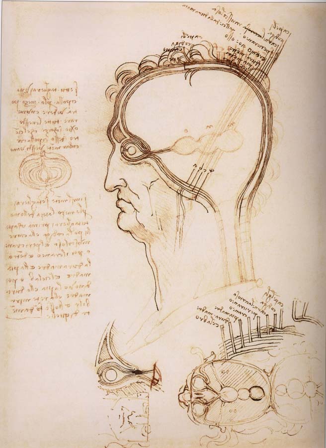 Anatomical study of the brain and the scalp